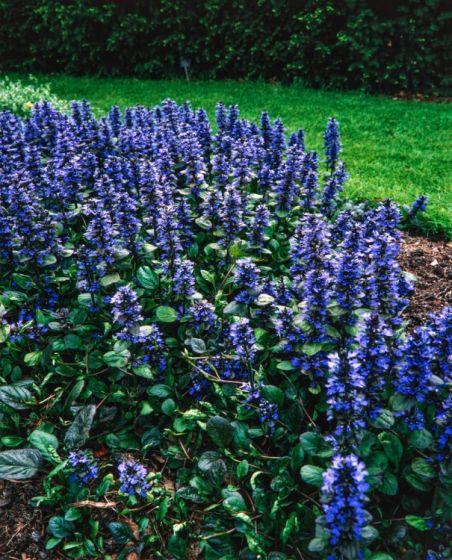 Ajuga Reptans Acanthe 