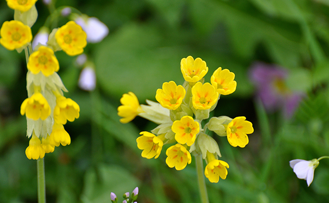 Primevere Officinale Acanthe