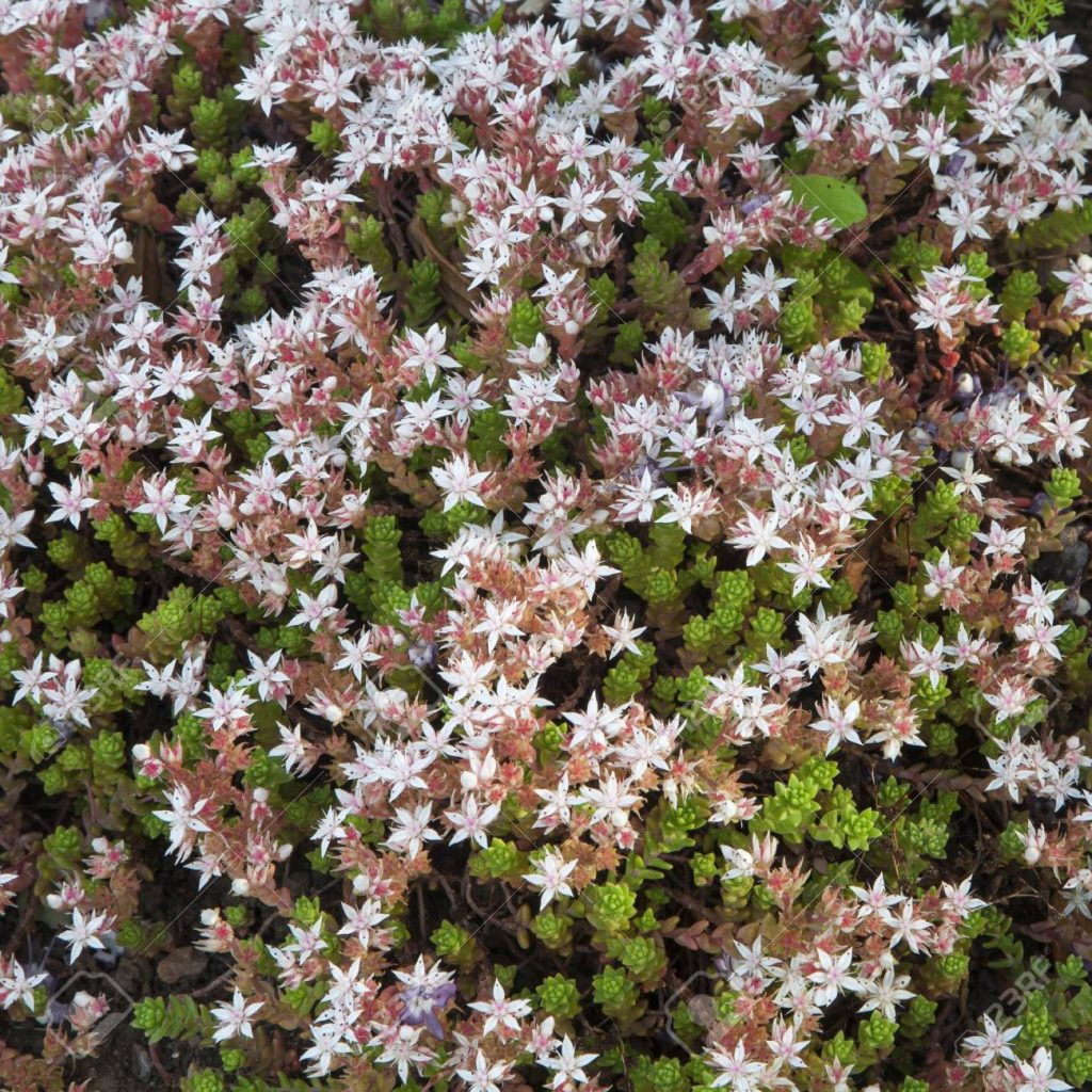 The Beautiful English Stonecrop (sedum Anglicum) In White Star S